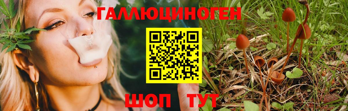 Псилоцибиновые грибы Psilocybe Бузулук